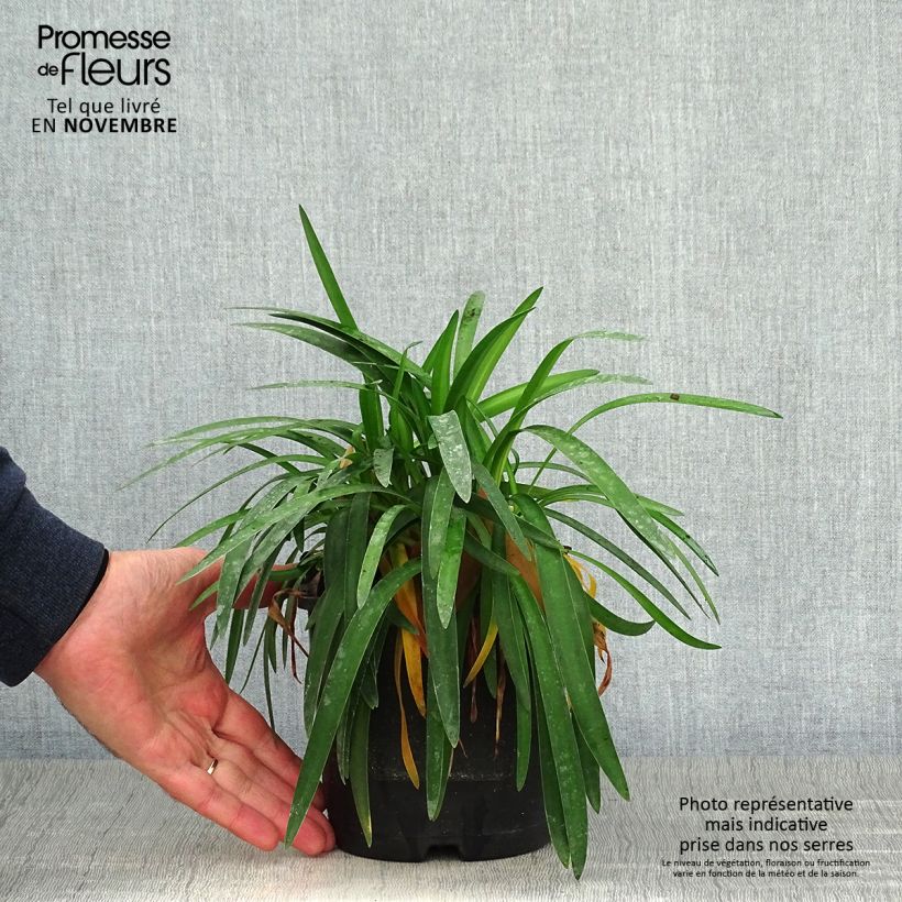 Example of Agapanthe Thumbelina Pot de 2L/3L as you get in automne