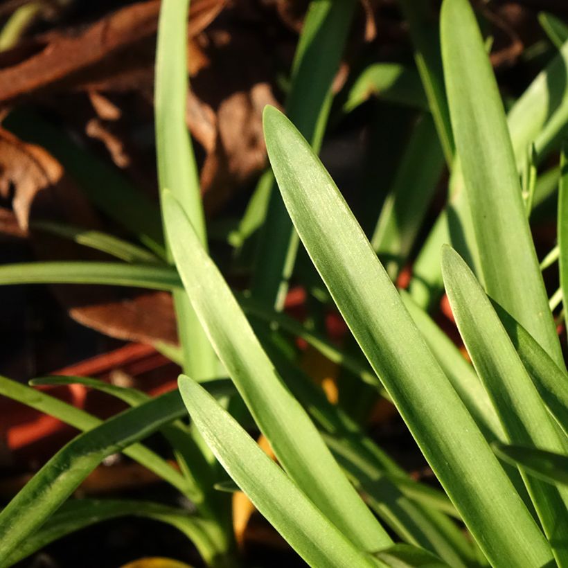 Agapanthe Tom Thumb (Foliage)