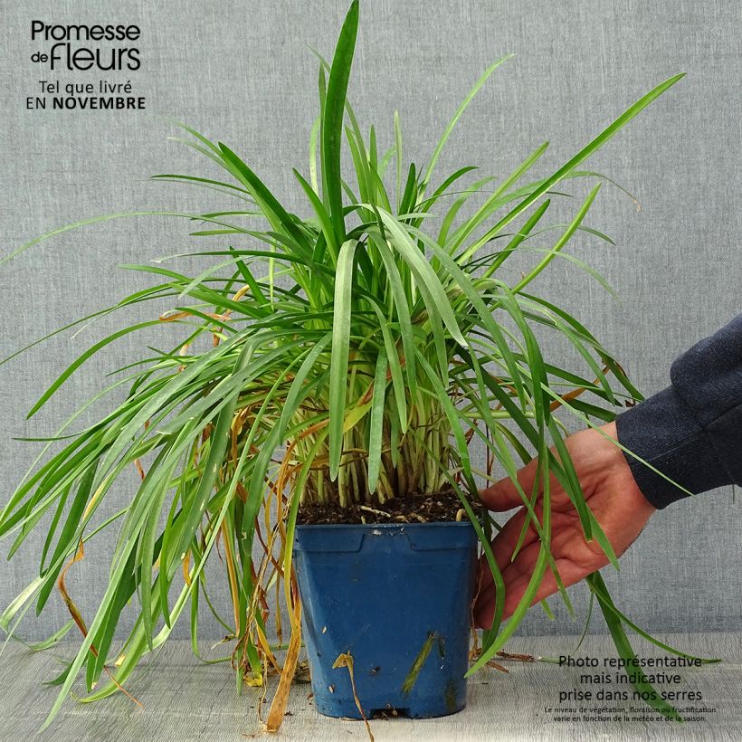 Example of Agapanthe White Baby Pot de 2L/3L as you get in automne