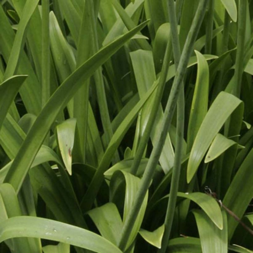 Agapanthe Windsor Grey (Foliage)