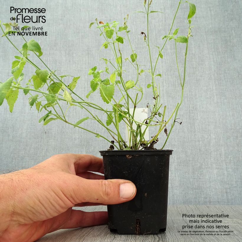 Example of Agastache aurantiaca Apricot Sprite - Agastache dorée Godet de 8/9 cm as you get in automne