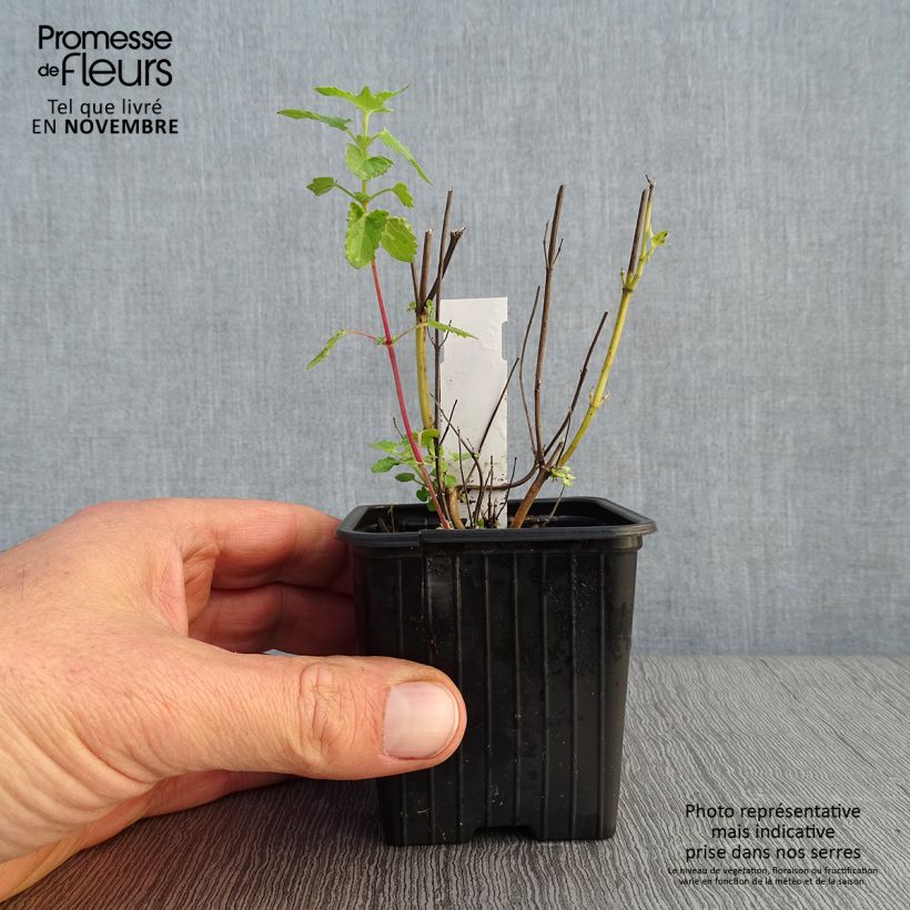 Example of Agastache Kudos Yellow Godet de 8/9 cm as you get in automne