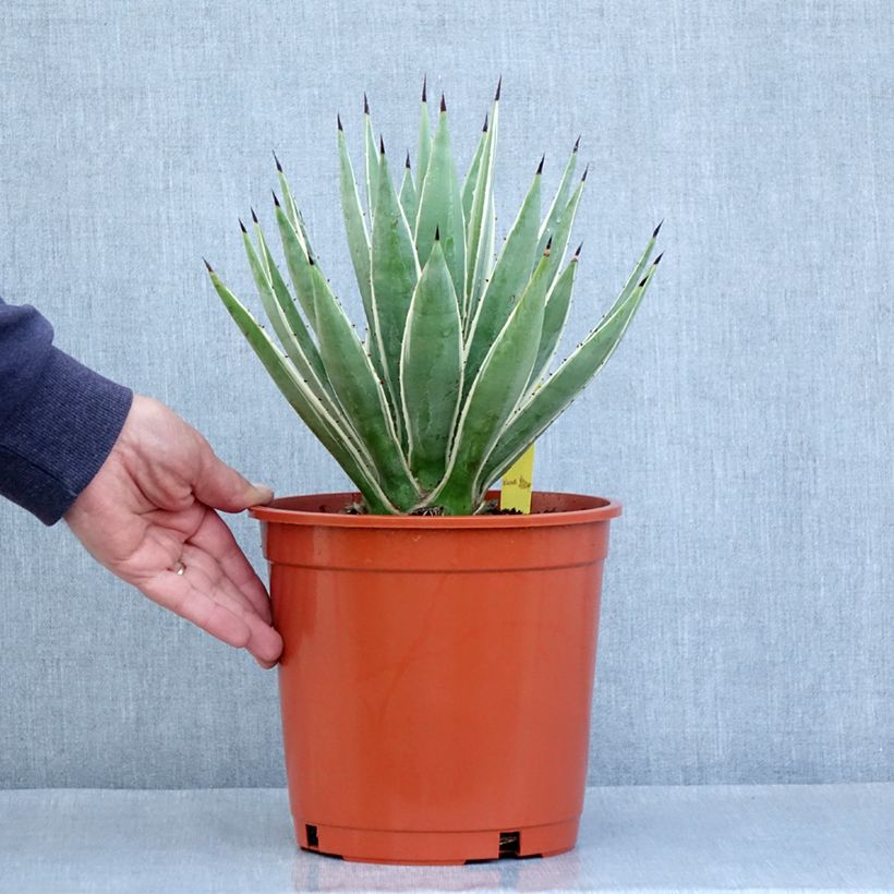 Example of Agave angustifolia Marginata Pot de 4L/5L as you get in automne