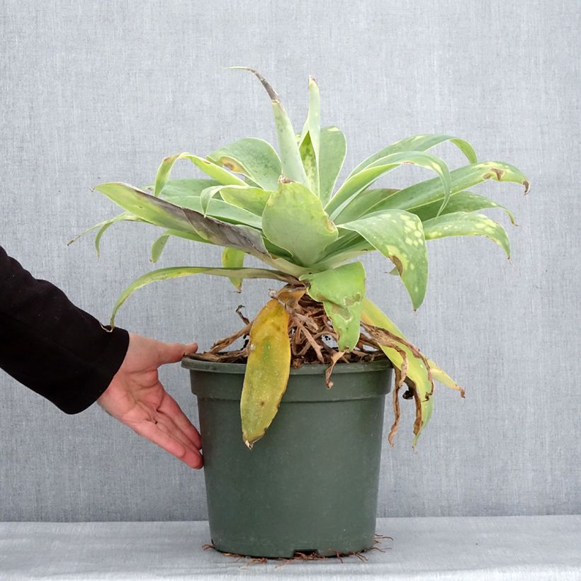 Example of Agave attenuata - Agave à cou de cygne Pot de 7,5L/10L as you get in hiver