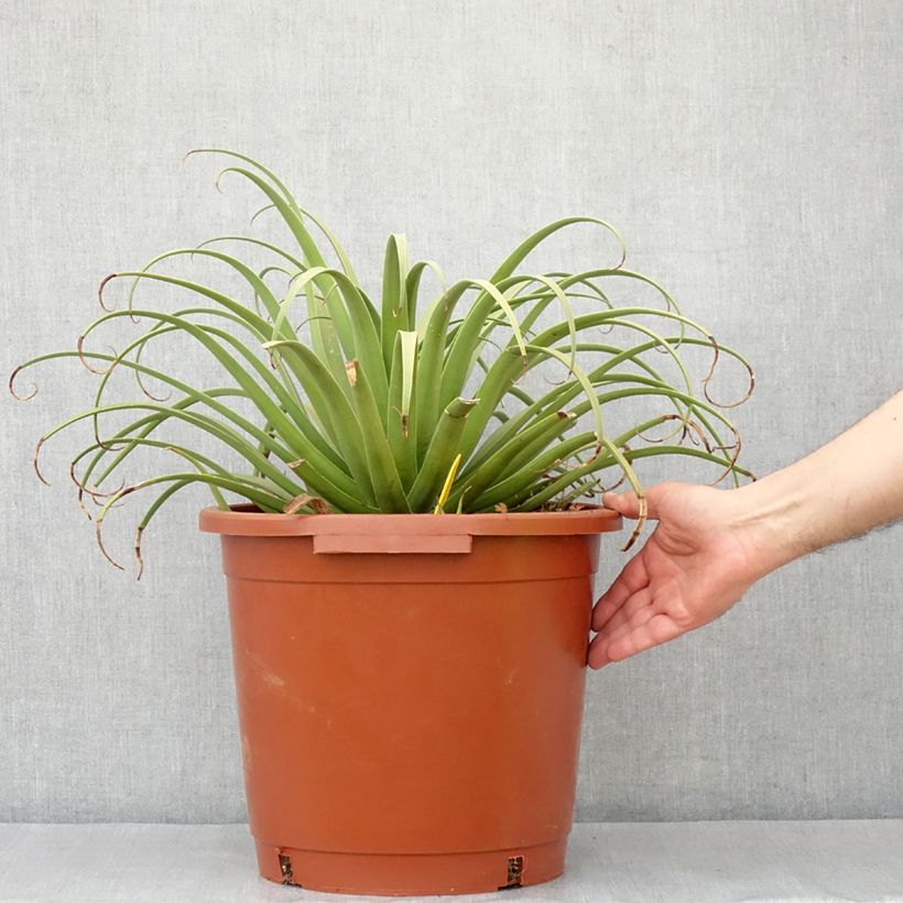 Example of Agave bracteosa Pot de 12L/15L as you get in automne