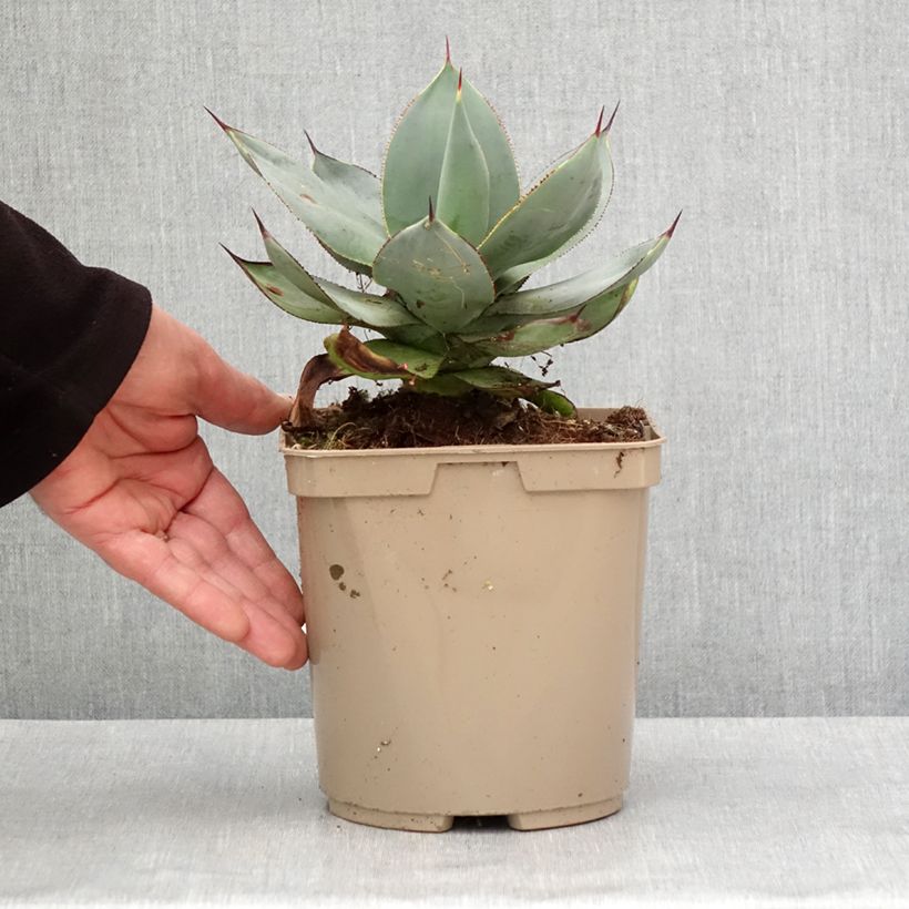 Example of Agave celsii Nova Pot de 3L/4L as you get in hiver