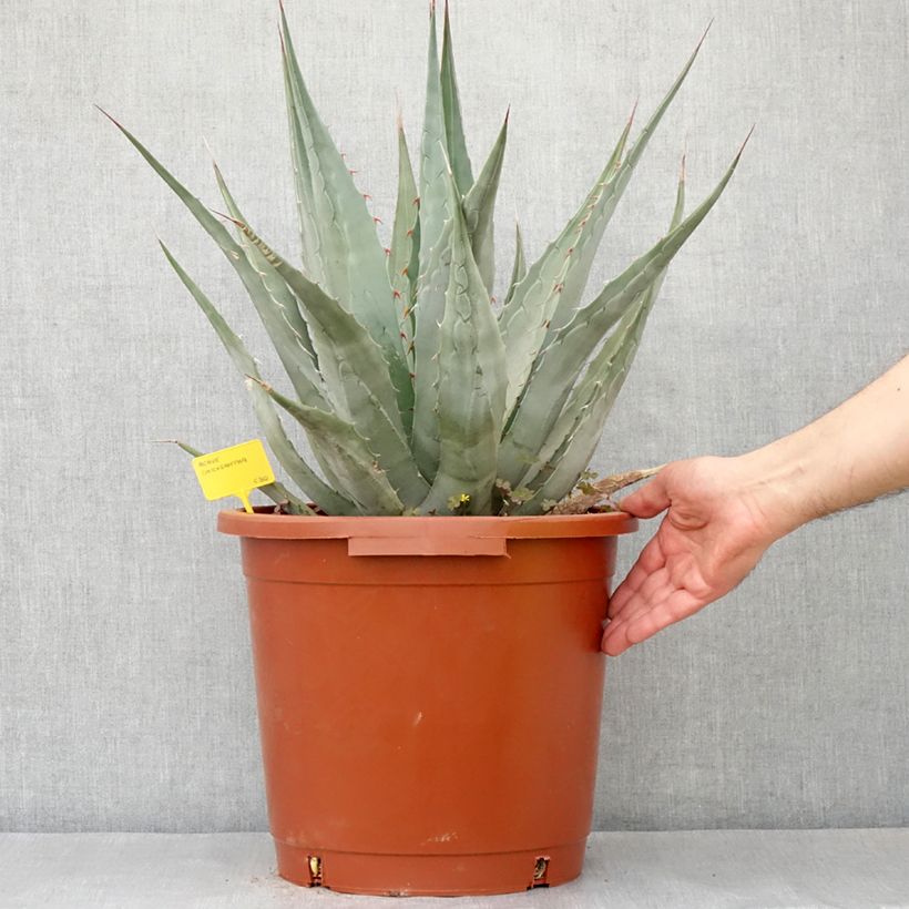 Example of Agave chrysantha - Agave doré Pot de 12L/15L as you get in printemps