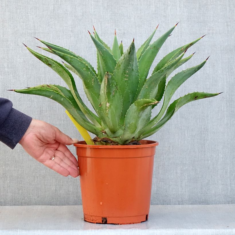 Example of Agave desmetiana Pot de 4L/5L as you get in automne