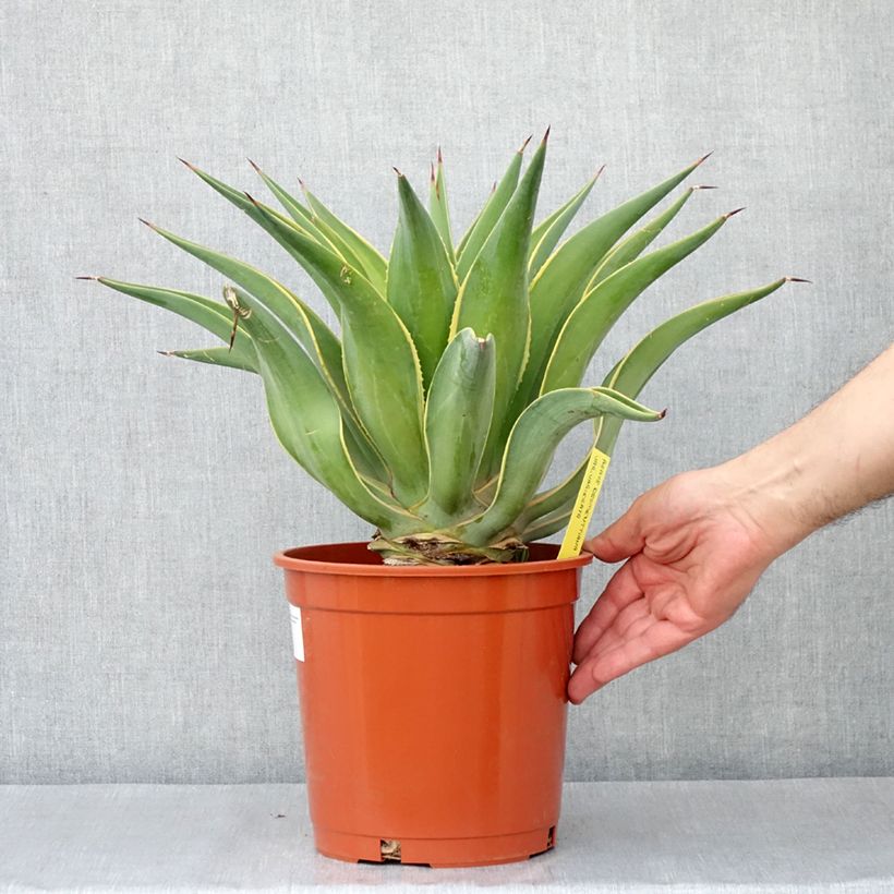 Example of Agave desmetiana Variegata - Agave lisse Pot de 6L/7L as you get in automne