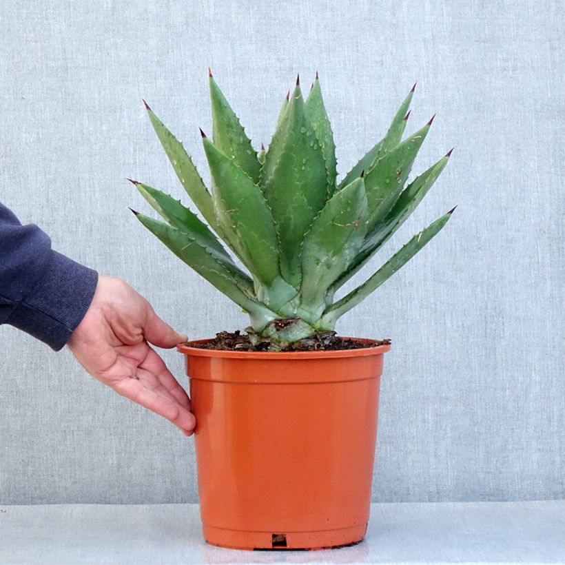 Example of Agave fourcroydes - Henequen Pot de 4L/5L as you get in automne
