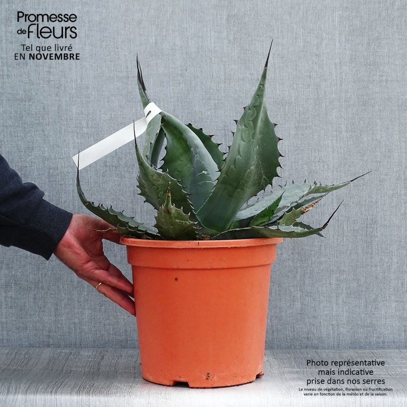 Example of Agave havardiana Pot de 7,5L/10L as you get in automne