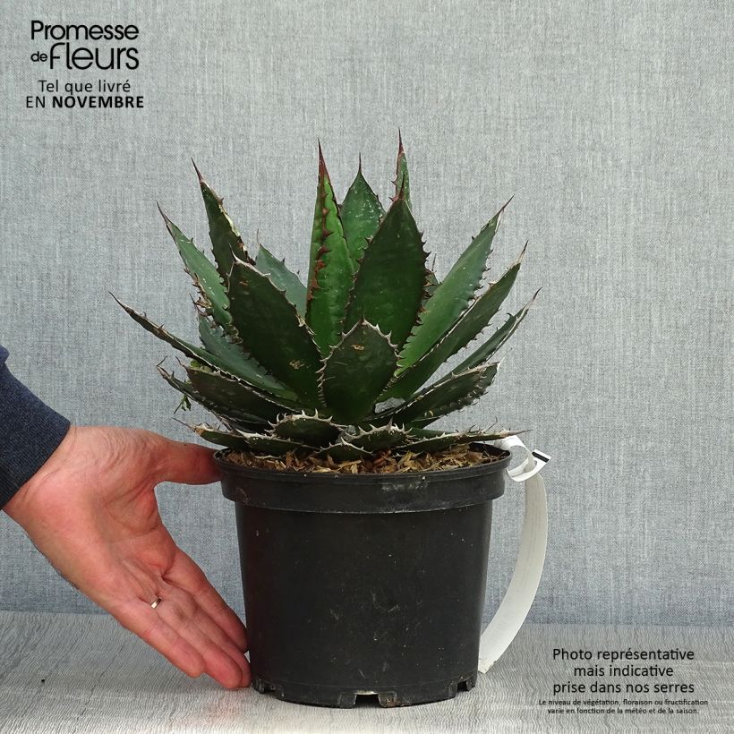 Example of Agave horrida Pot de 3L/4L as you get in automne