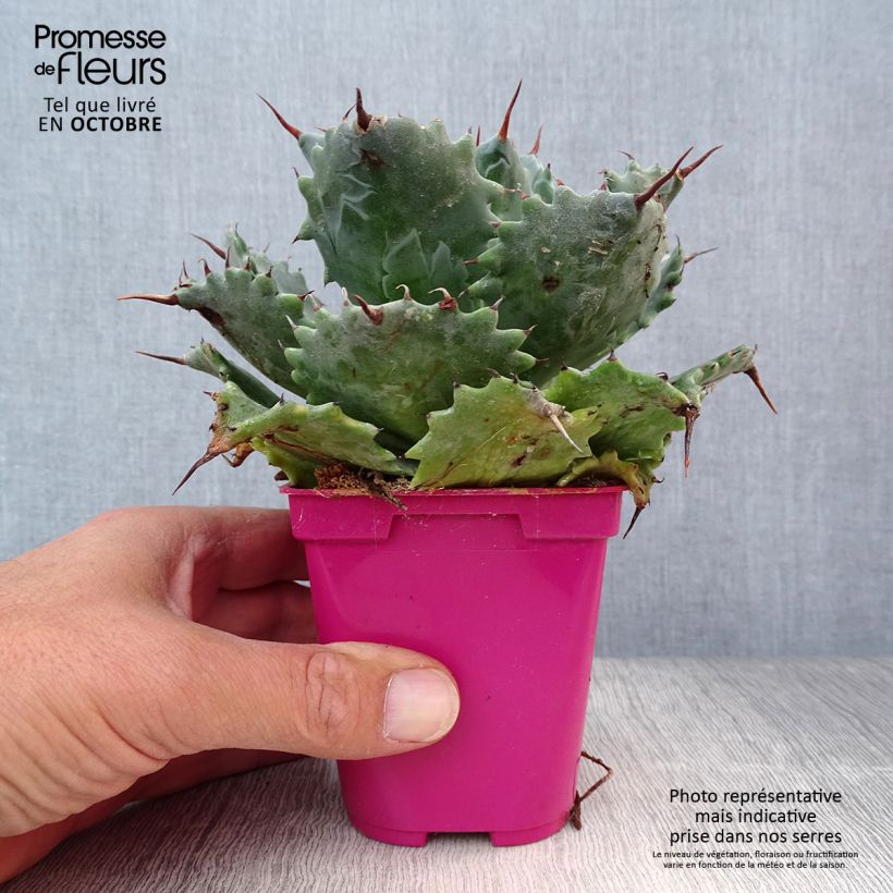 Example of Agave isthmensis Pot de 10 cm/11cm as you get in automne