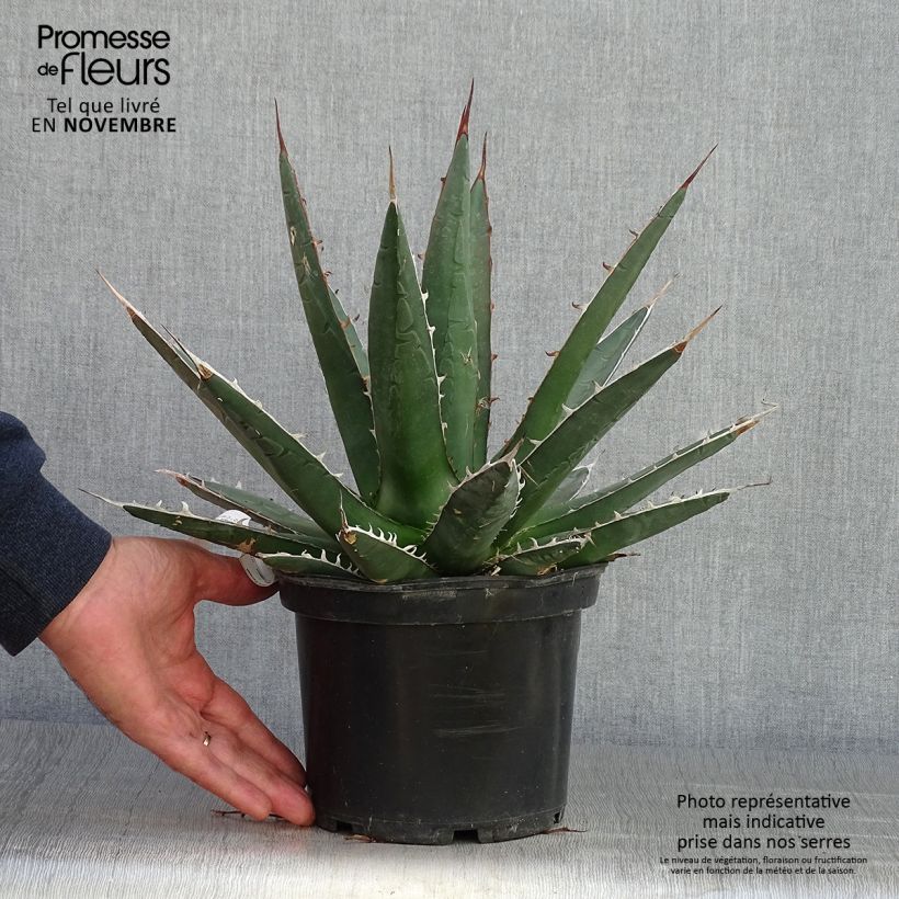 Example of Agave kerchovei Pot de 3L/4L as you get in automne