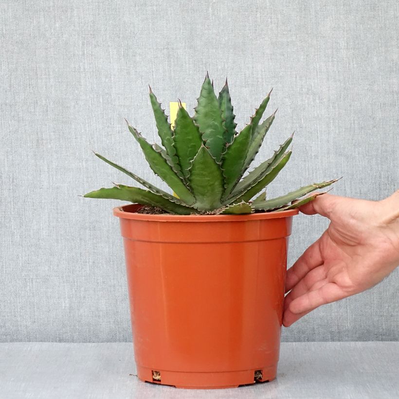 Example of Agave lophantha - Agave à crête épineuse Pot de 4L/5L as you get in automne
