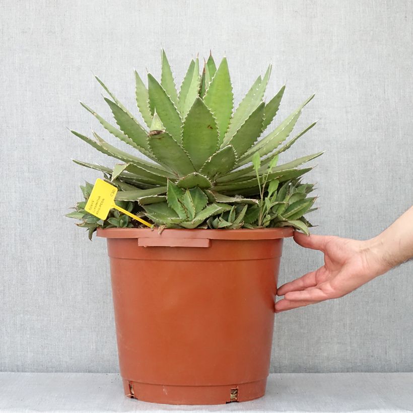 Example of Agave lophantha Ensifera Pot de 12L/15L as you get in automne