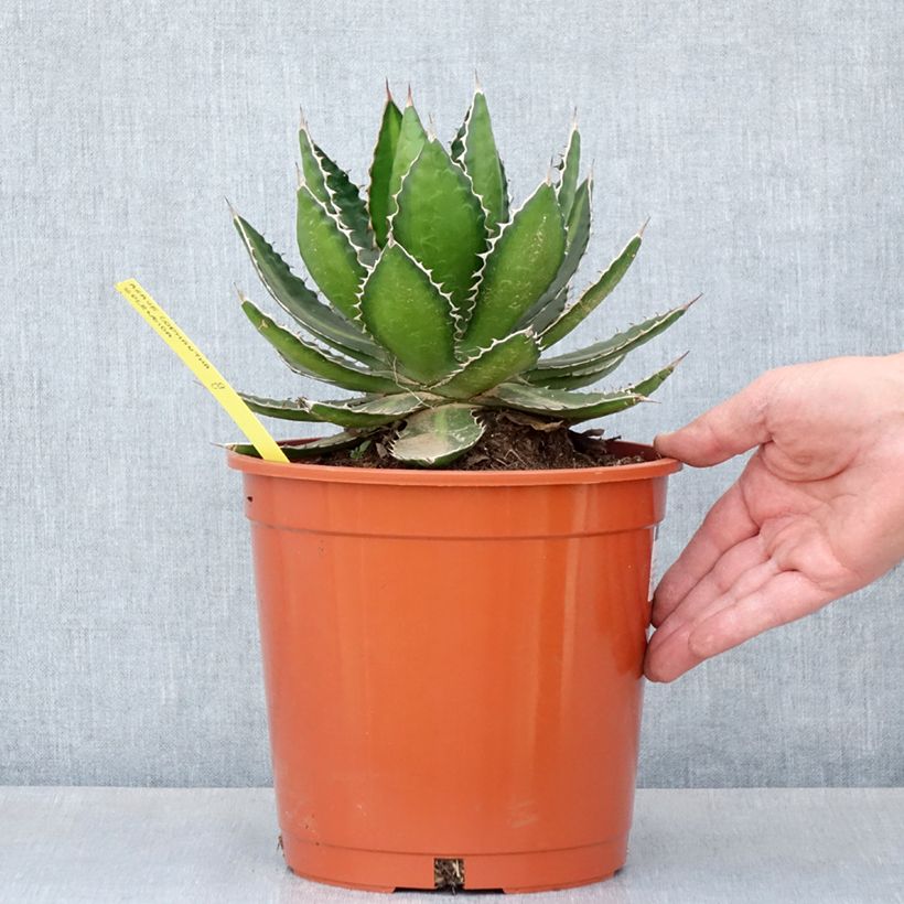 Example of Agave lophantha Splendida - Agave bicolore Pot de 3L/4L as you get in printemps