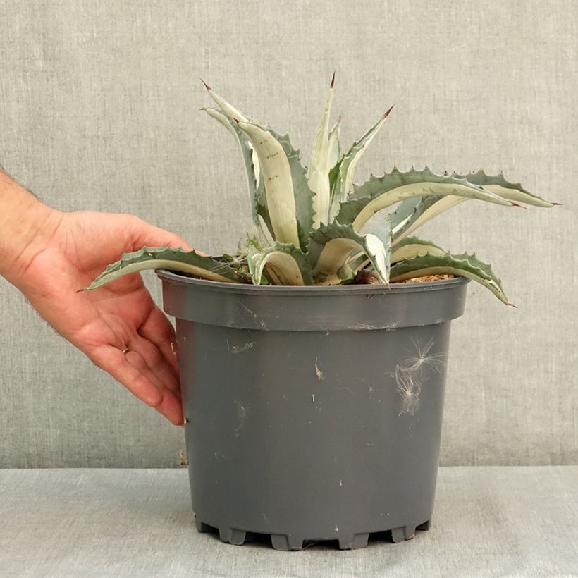 Example of Agave Mediopicta Alba - Agave d'Amérique Pot de 7,5L/10L as you get in ete
