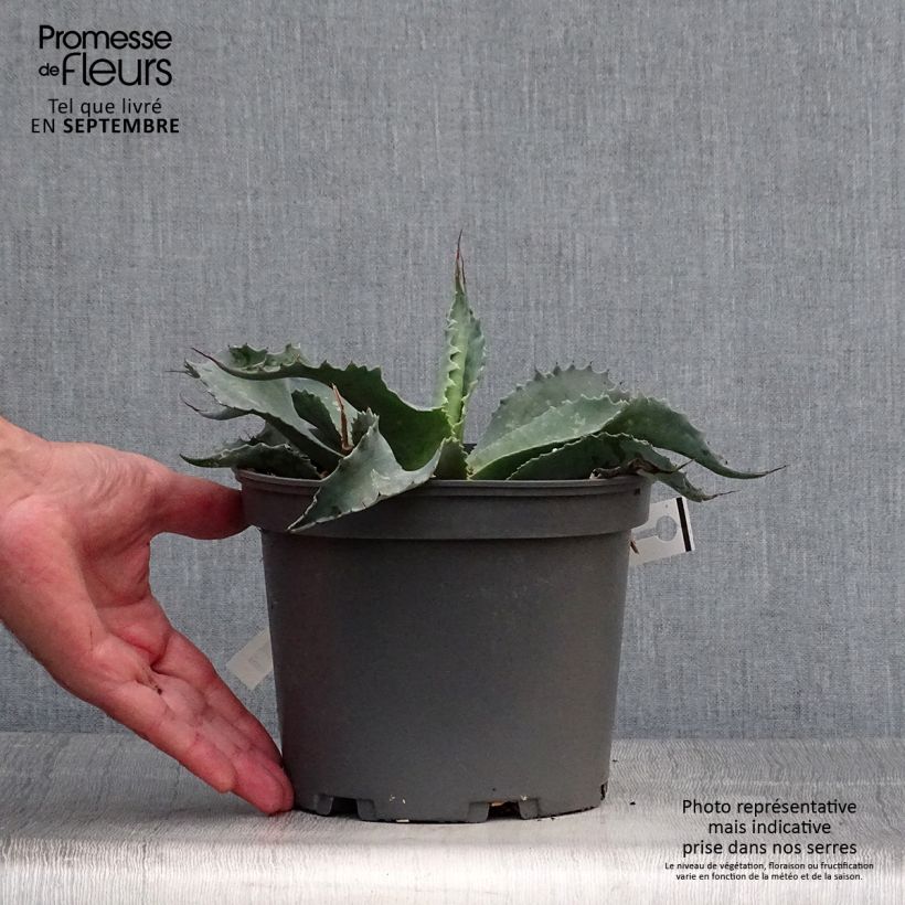 Example of Agave ovatifolia Pot de 3L/4L as you get in automne