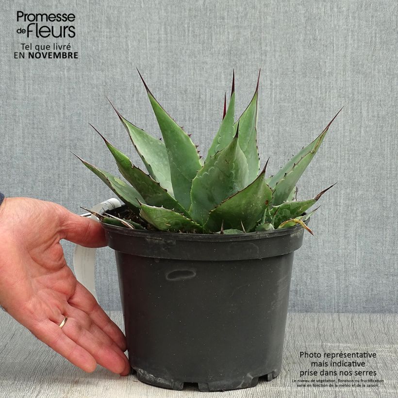 Example of Agave parrasana - Agave chou Pot de 3L/4L as you get in automne