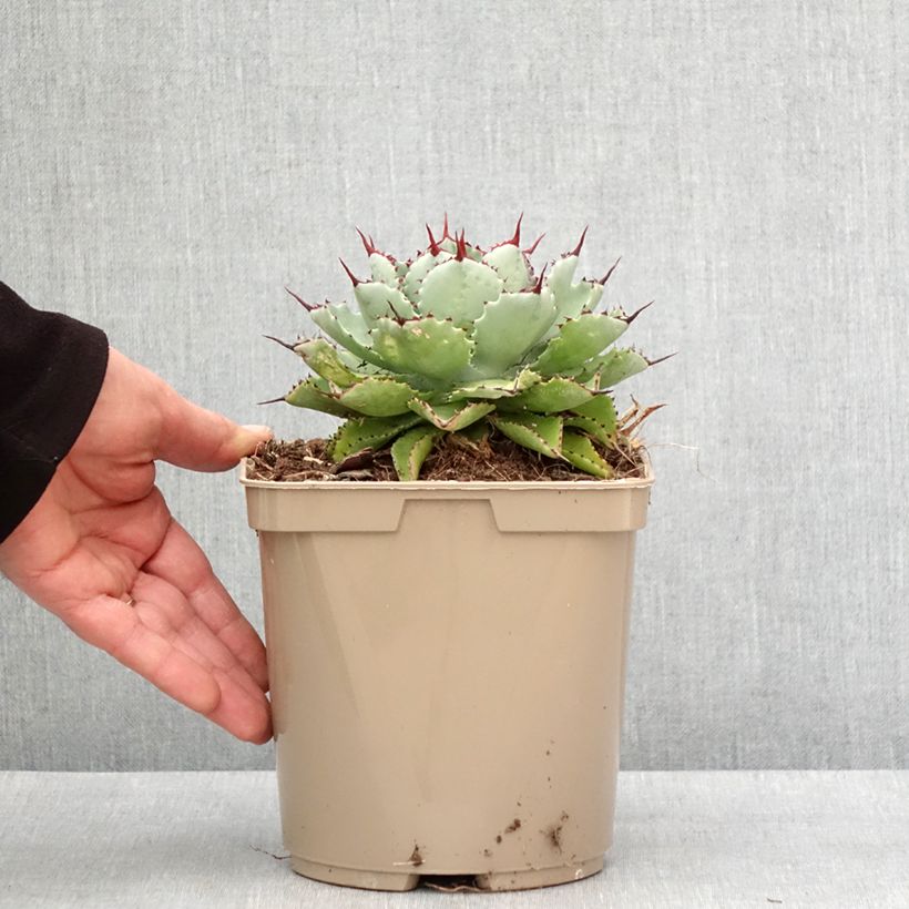 Example of Agave potatorum Kichiokan Pot de 3L/4L as you get in hiver