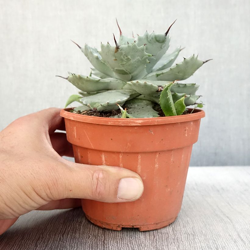 Example of Agave potatorum Pot de 2L/3L as you get in automne