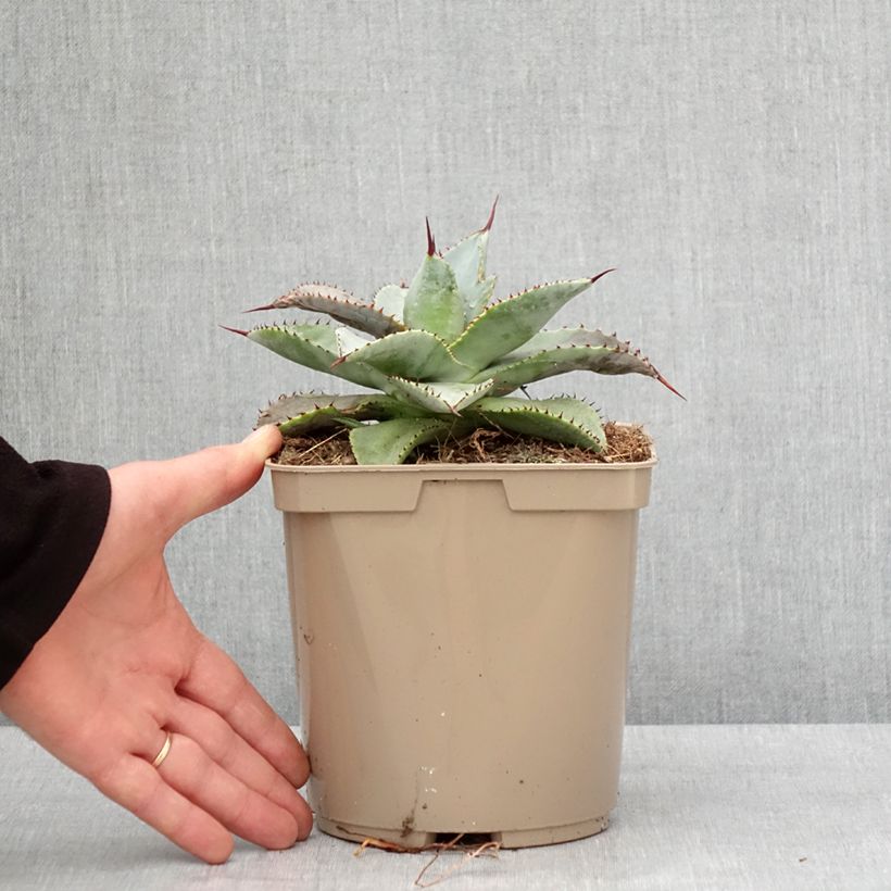 Example of Agave pygmae Dragon Toes Pot de 3L/4L as you get in hiver