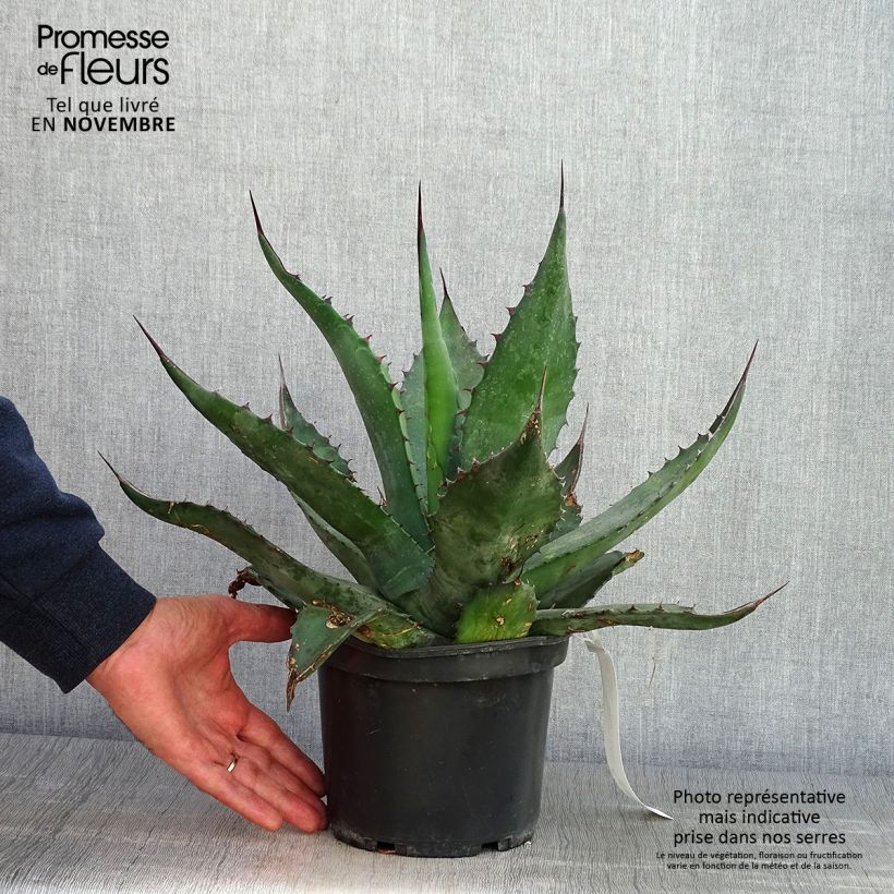 Example of Agave salmiana - Agave de Salm Pot de 3L/4L as you get in automne