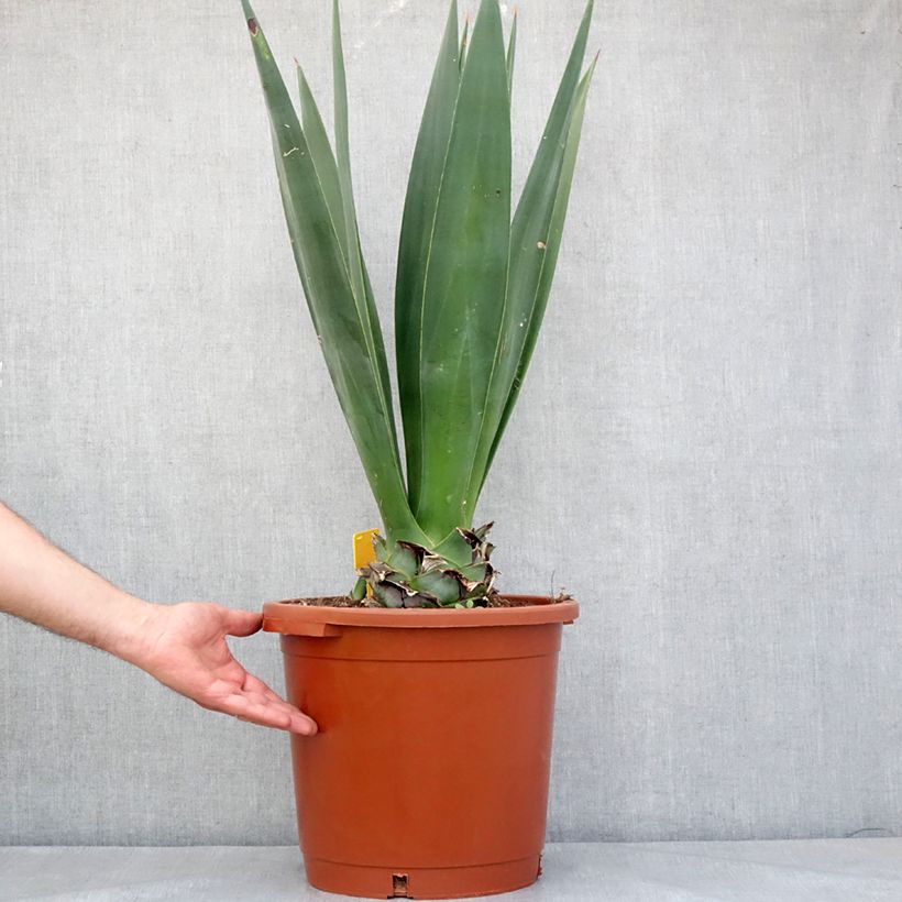 Example of Agave sisalana - Sisal Pot de 12L/15L as you get in printemps