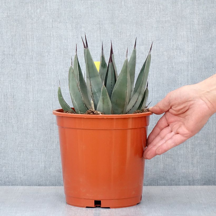 Example of Agave x nigra Pot de 4L/5L as you get in automne