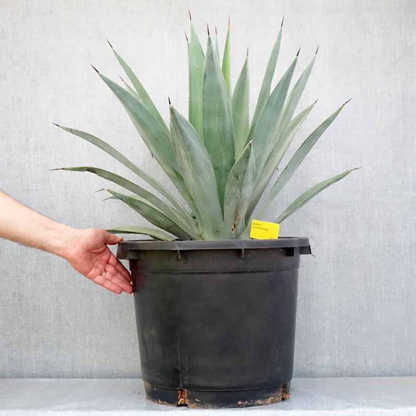 Example of Agave x winteriana Pot de 30L/35L as you get in automne