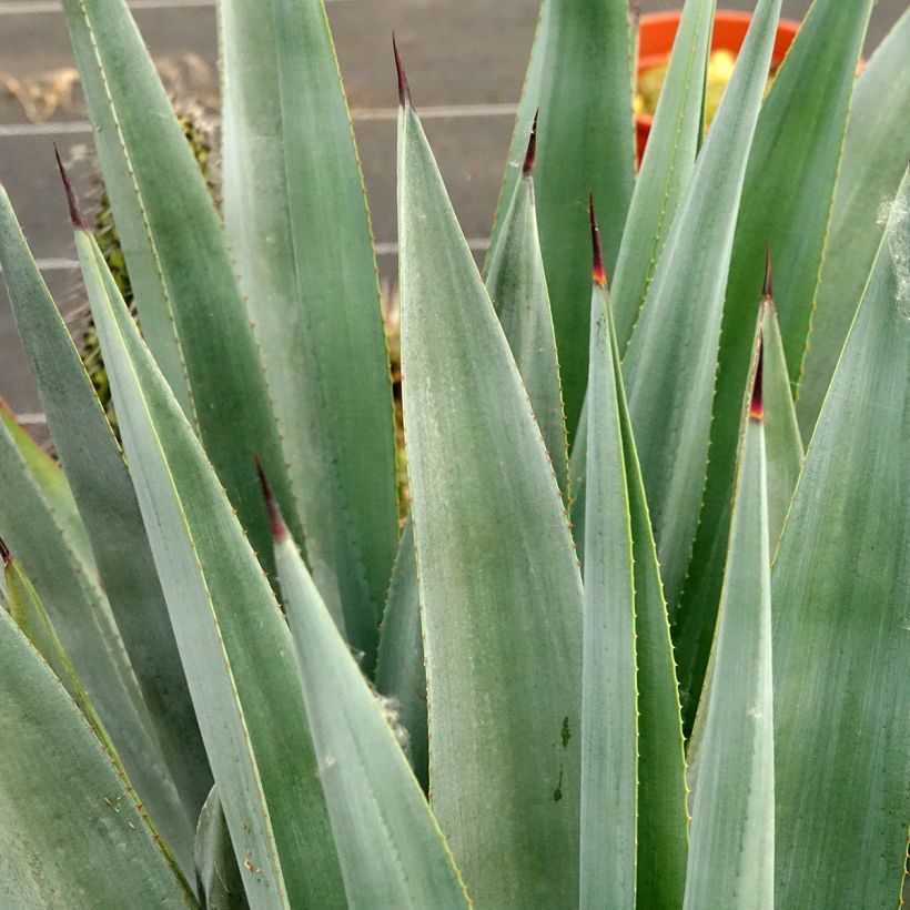 Agave x winteriana (Foliage)