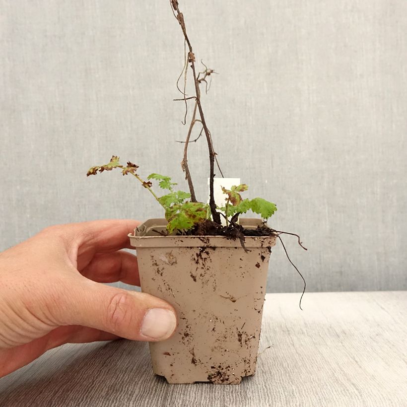 Example of Agrimonia eupatoria Alba Godet de 8/9 cm as you get in automne