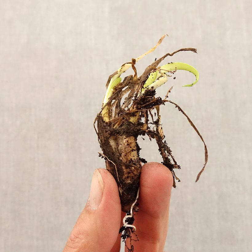 Example of Ail d'ornement - Allium angulosum ou acutangulum Bulbe size I as you get in automne