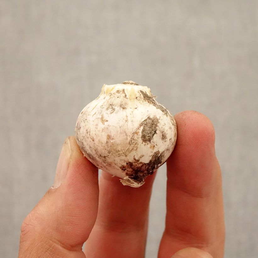 Example of Ail d'ornement - Allium atropurpureum Bulbe size 8+ as you get in automne