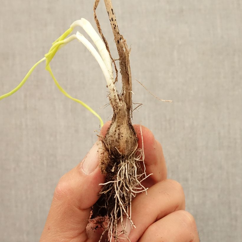 Example of Ail d'ornement - Allium carinatum ssp pulchellum Album Bulbe size I as you get in automne