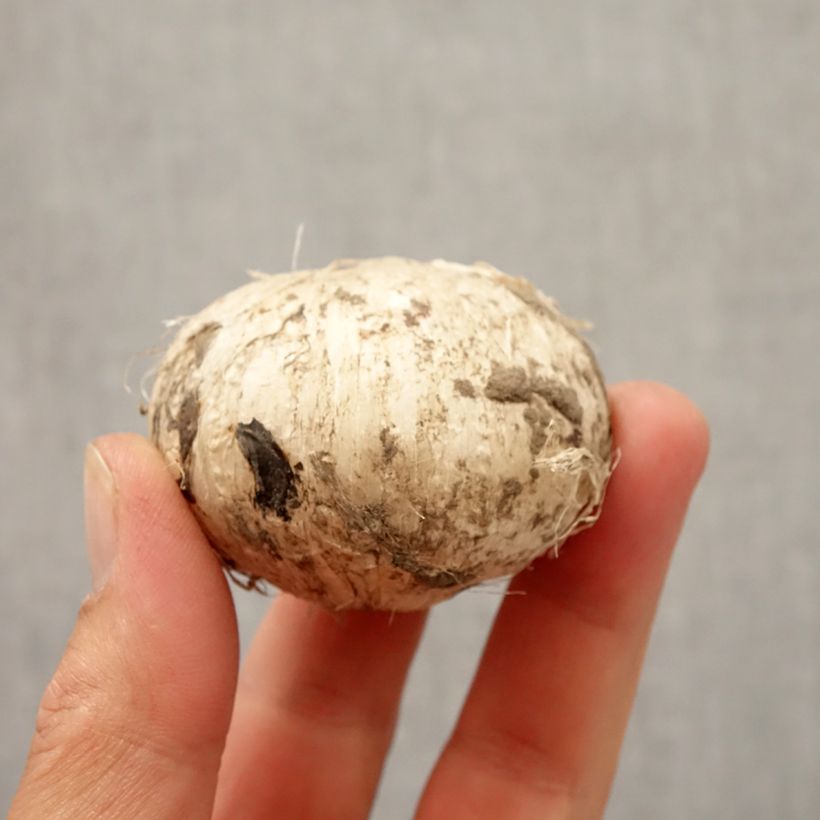 Example of Ail d'ornement - Allium Early Emperor Bulbe size 14+ as you get in automne