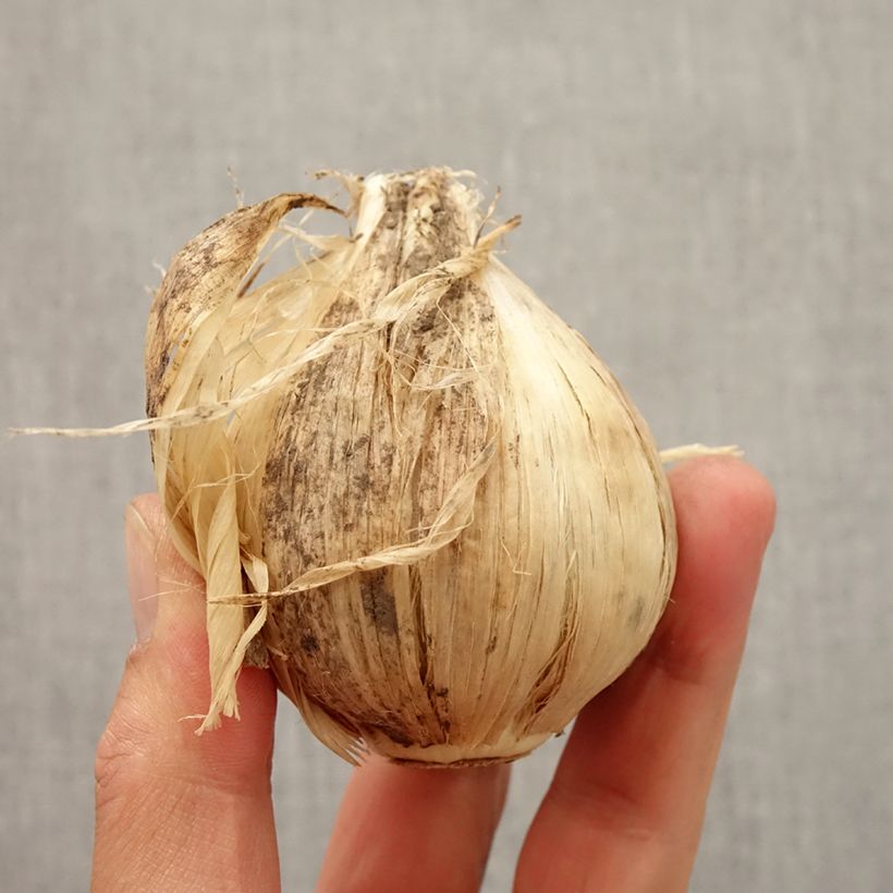 Example of Ail d'ornement - Allium giganteum Bulbe size 20+ as you get in automne