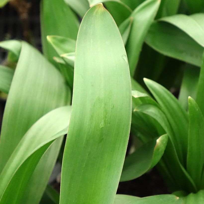 Ail d'ornement - Allium giganteum (Foliage)