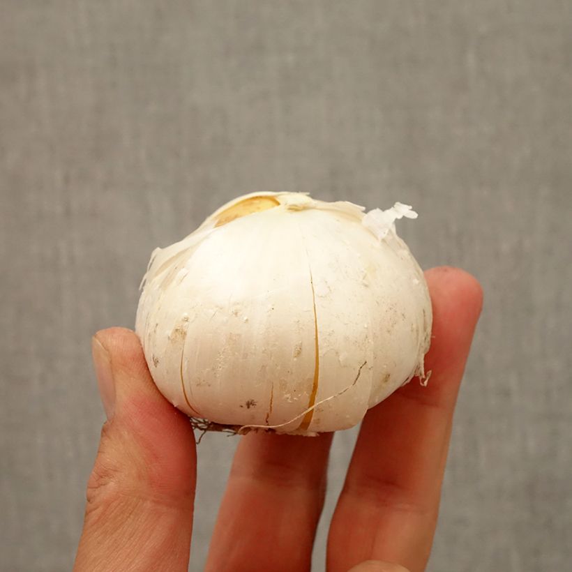 Example of Ail d'ornement - Allium Gladiator Bulbe size 20+ as you get in automne