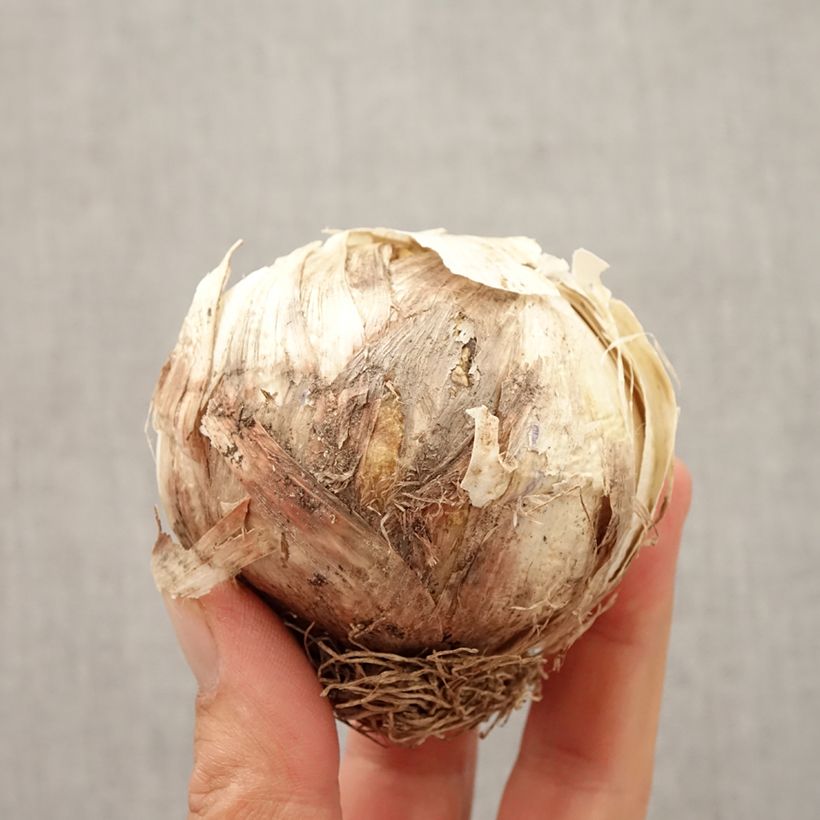 Example of Ail d'ornement - Allium Globemaster Bulbe as you get in automne