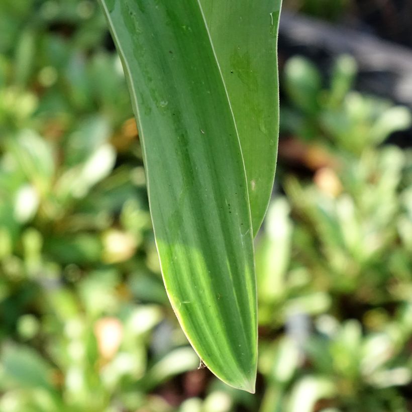 Ail d'ornement - Allium Globemaster (Foliage)