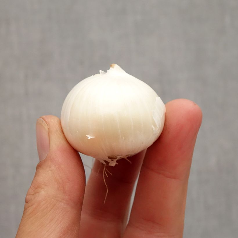 Example of Ail d'ornement - Allium karataviense Ivory Queen Bulbe size 12+ as you get in automne