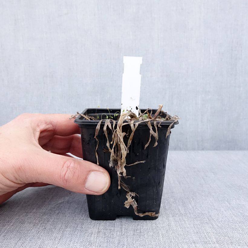 Example of Ail d'ornement - Allium Little Sapphire Godet de 8/9 cm as you get in hiver