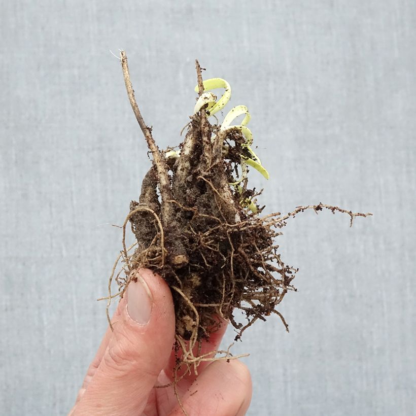 Example of Ail d'ornement - Allium Millenium Petites Racines nues as you get in hiver