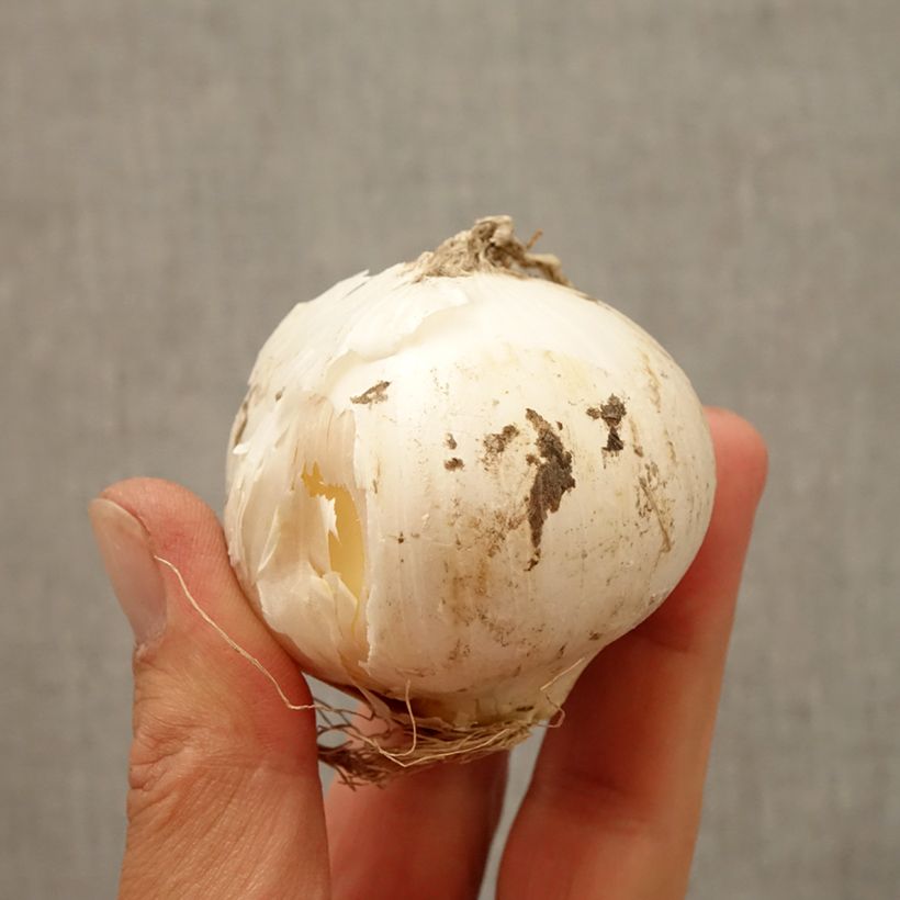 Example of Ail d'ornement - Allium Mont Blanc Bulbe as you get in automne