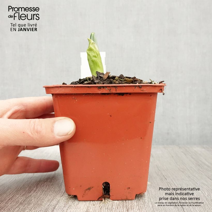 Example of Ail d'ornement - Allium Mont Blanc Pot de 1L/1,5L as you get in hiver