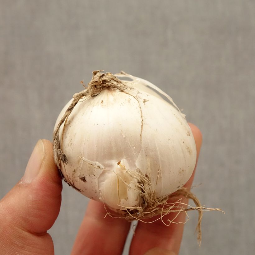Example of Ail d'ornement - Allium Mount Everest Bulbe size 20+ as you get in automne