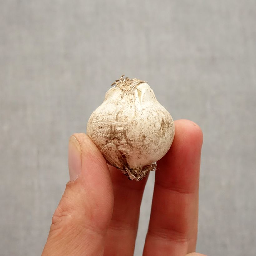 Example of Ail d'ornement - Allium nigrum ou multibulbosum Bulbe size 10+ as you get in automne