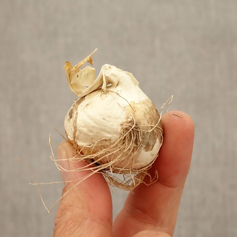 Example of Ail d'ornement - Allium Ostara Bulbe size 12+ as you get in automne